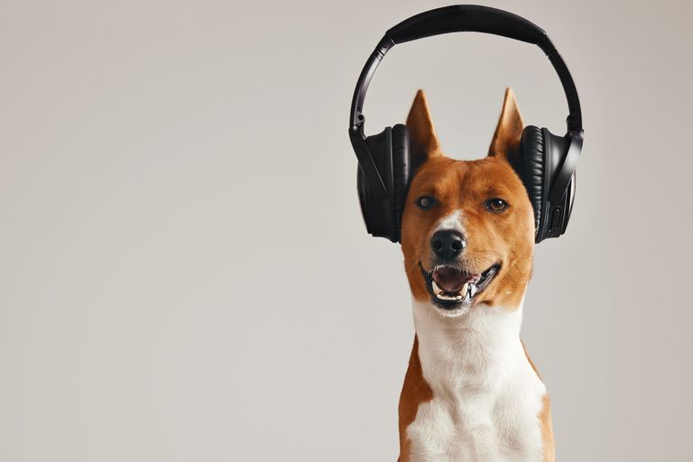 smiling-brown-white-basenji-dog-listening-music-large-black-wireless-headphones-isolated-white.jpg