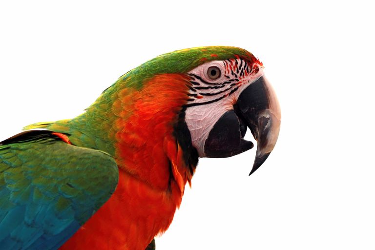 closeup-scarlet-macaw-from-side-view-scarlet-macaw-closeup-head.jpg