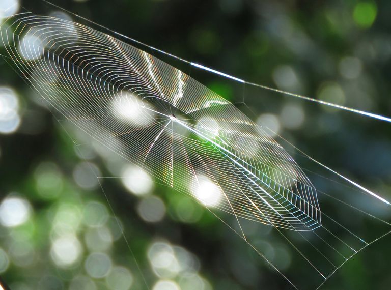 spiders web 2 costa rica.jpg