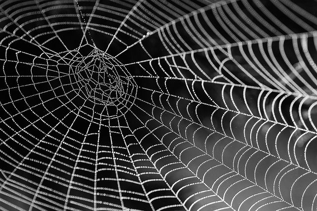 cobweb-921039_640.jpg