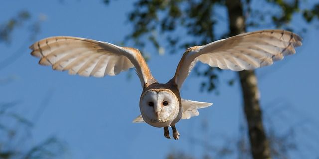 barn-owl-1107397_640.jpg