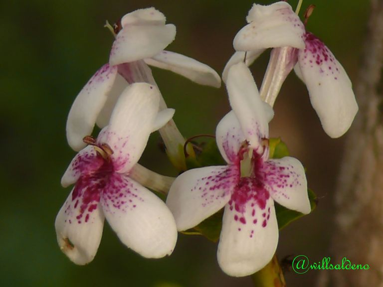 flores blancas y tinto.jpg