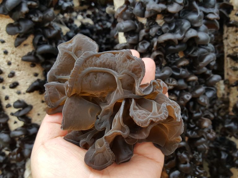 Wood_ear_mushroom_harvest_2.jpg