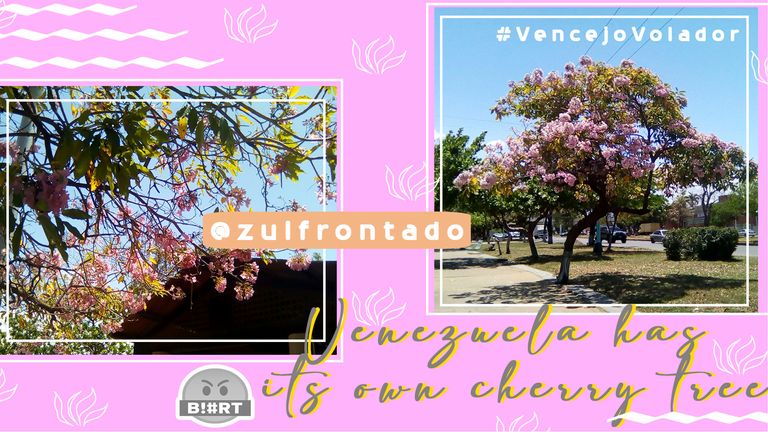 6-Portada-Venezuela-has-its-own-cherry-tree