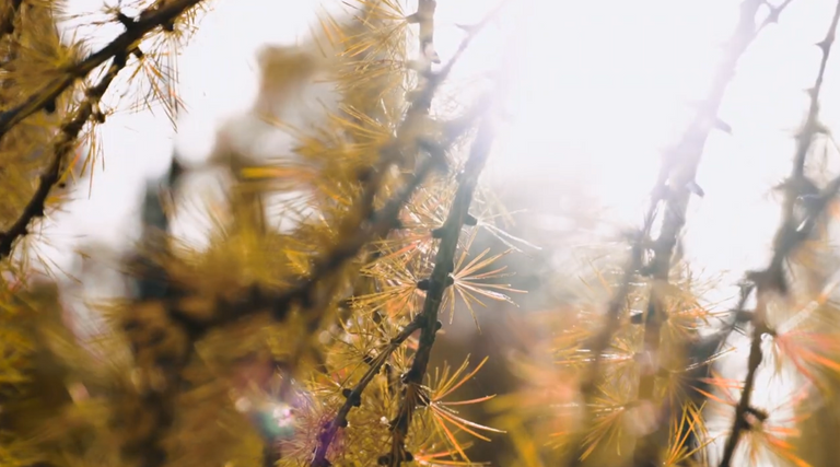 11-Autunno-in-val-di-fassa-2.png