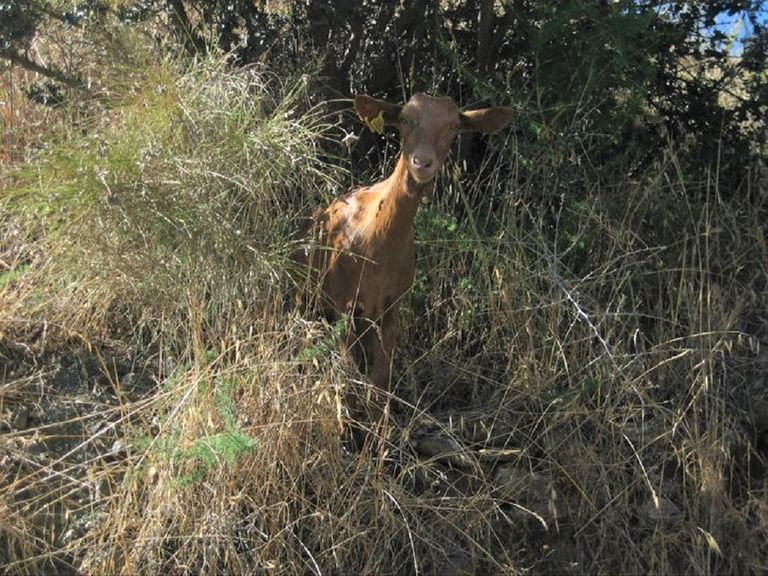 Torrox-Goats-5.jpg