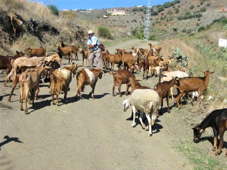 Torrox-Goats-6.jpg