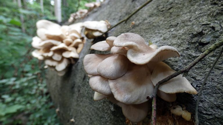 All oyster mushrooms are edible. Be it Indian oyster or Pleurotus ...