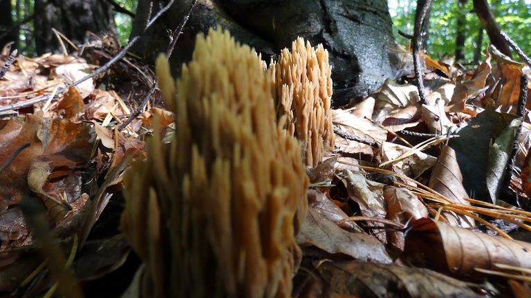 ramaria3a.jpg