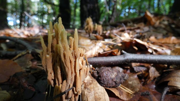 ramaria1.jpg