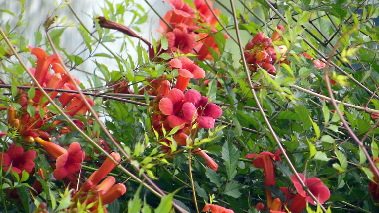 Exotic and toxic plants in my neighborhood - Trumpet vine