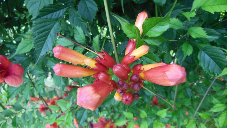 Exotic and toxic plants in my neighborhood - Trumpet vine