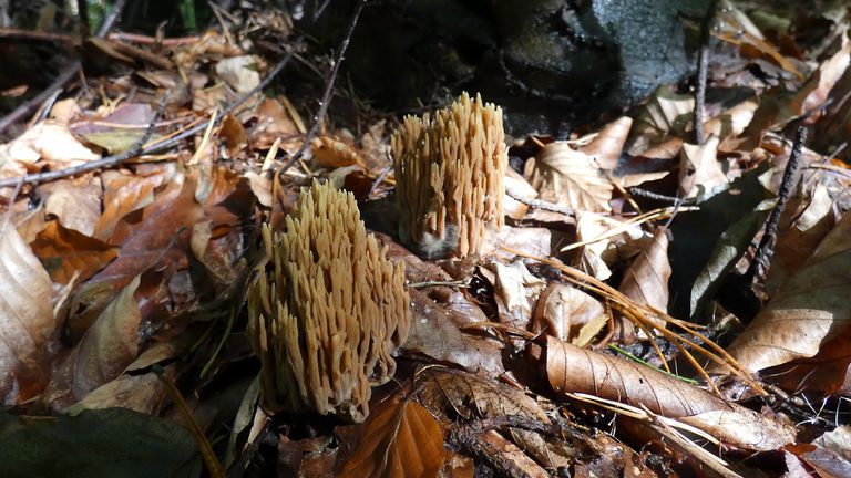 ramaria4.jpg