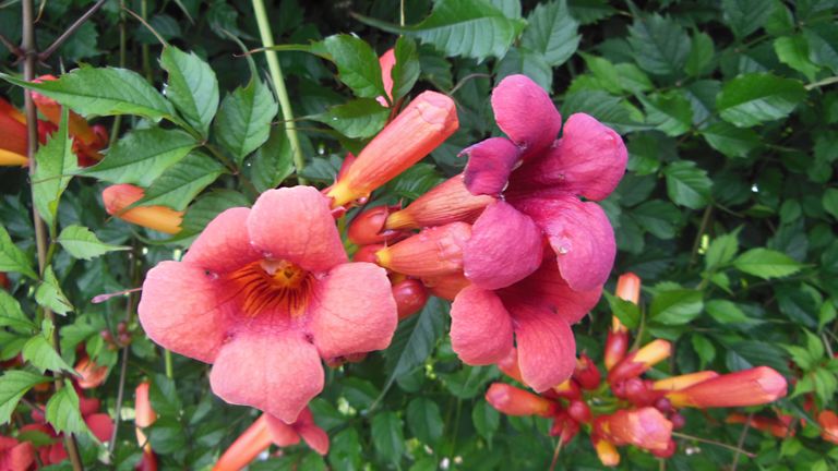 Exotic and toxic plants in my neighborhood - Trumpet vine