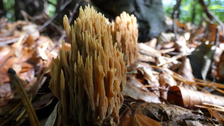 ramaria3.jpg