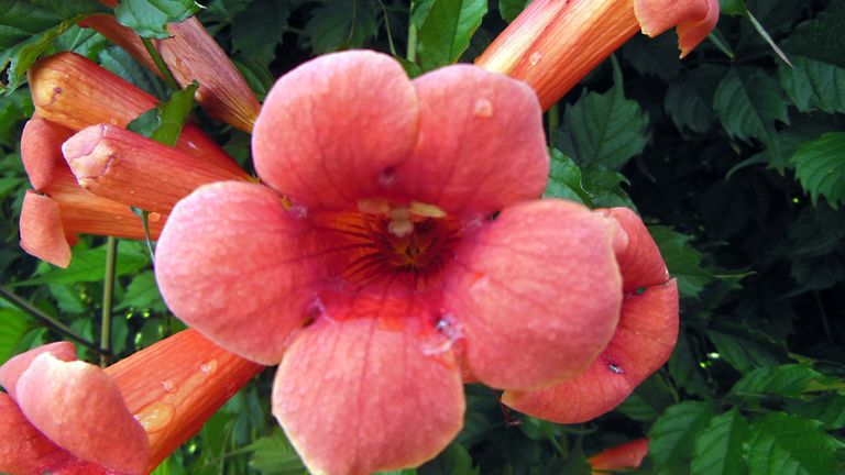 Exotic and toxic plants in my neighborhood - Trumpet vine