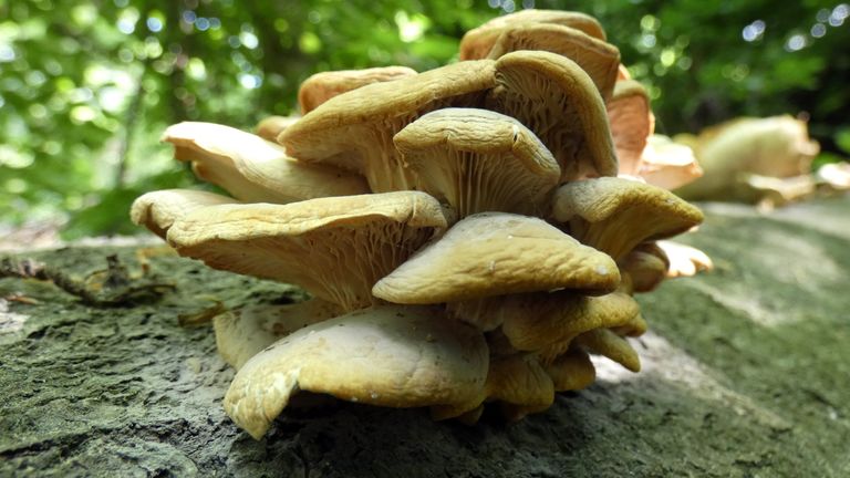 All oyster mushrooms are edible. Be it Indian oyster or Pleurotus ...