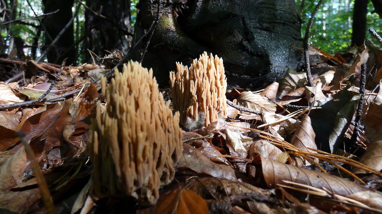 ramaria4a.jpg