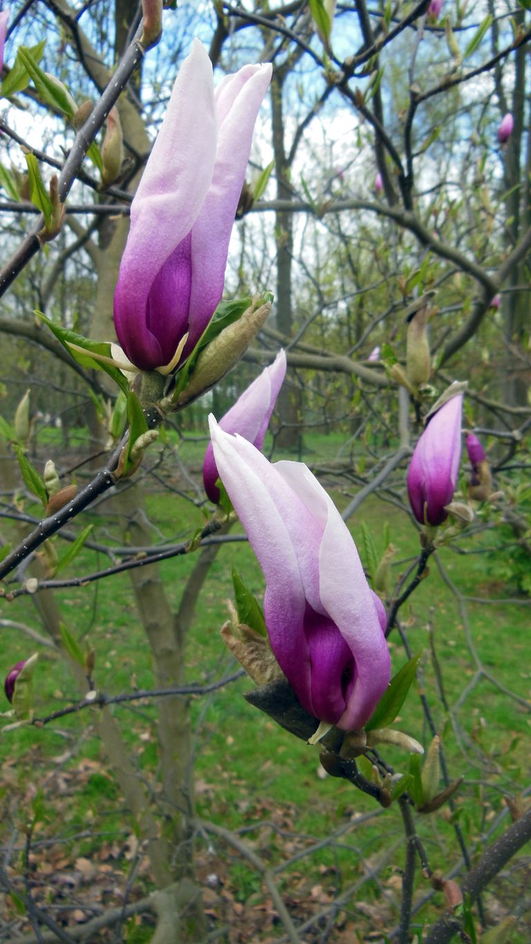 Spring decorative and medicinal flowers in my park - buttercup and magnolia