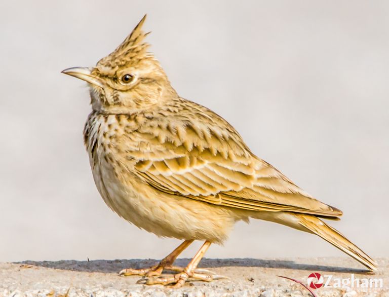 40_crested_lark_a.jpg