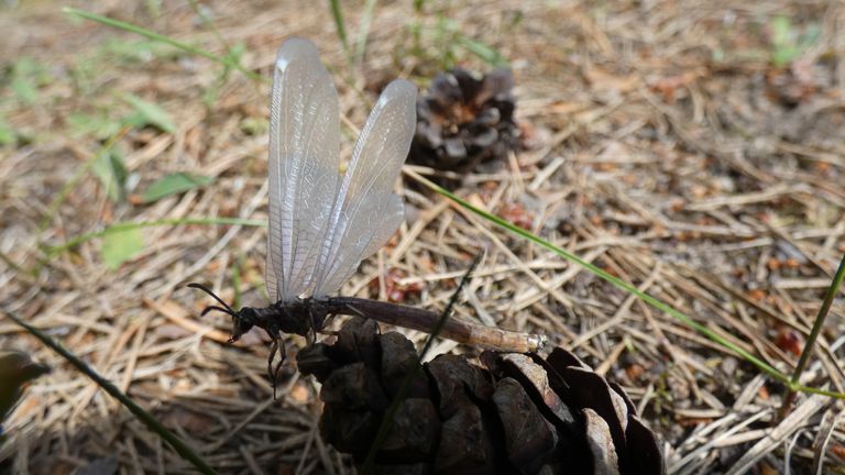 An antlion spotted in the Jura, often confused with dragonflies - an adult