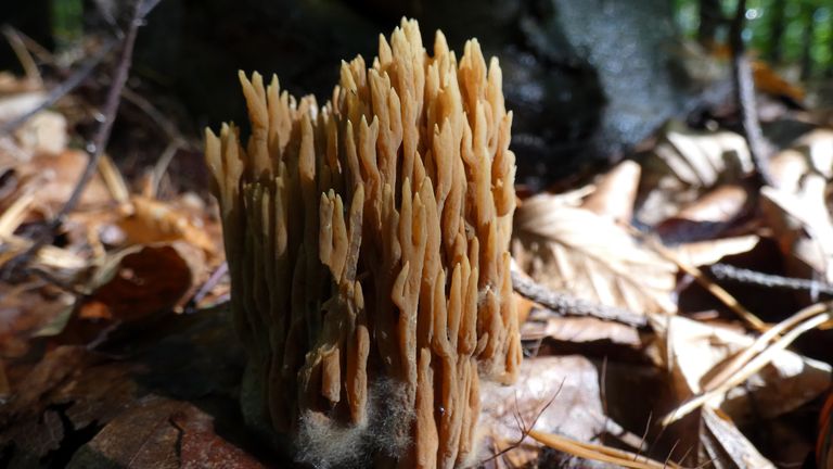 ramaria0.jpg