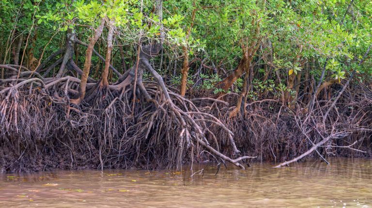 kilim_geoforest_park06.jpg