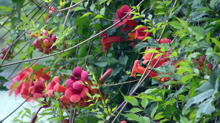 Exotic and toxic plants in my neighborhood - Trumpet vine