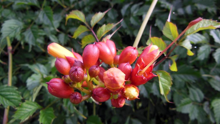 Exotic and toxic plants in my neighborhood - Trumpet vine