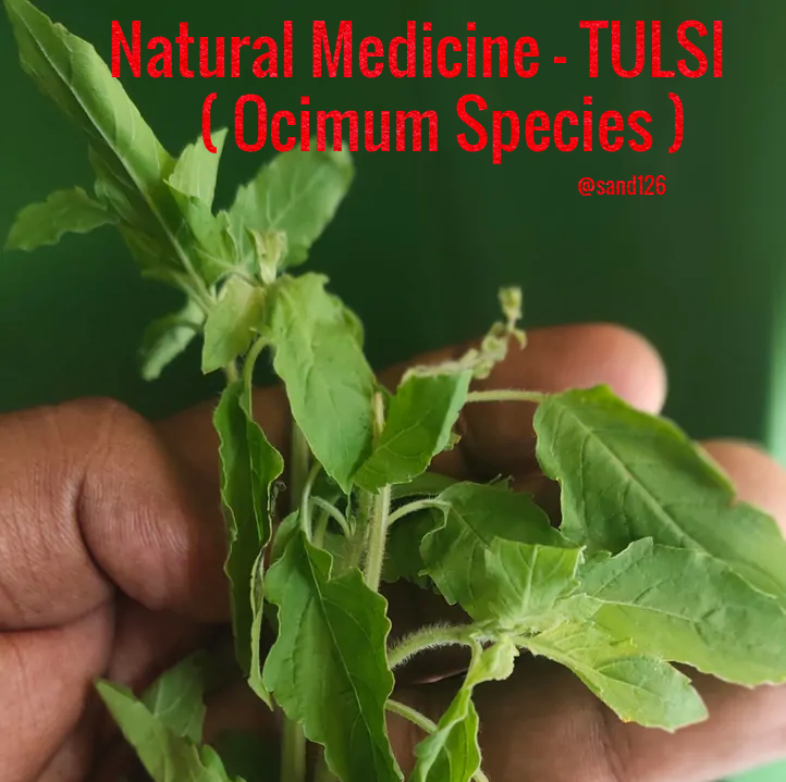 tulsi.png