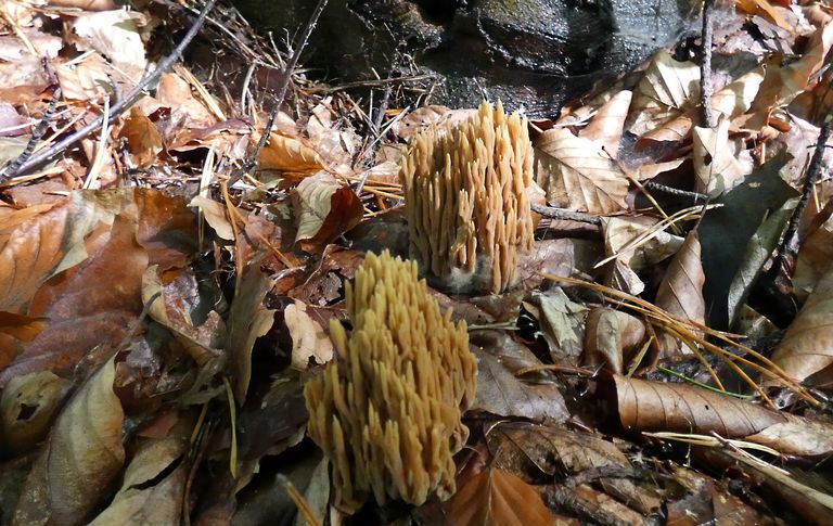 ramaria2.jpg