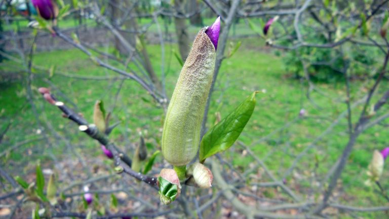 Spring decorative and medicinal flowers in my park - buttercup and magnolia