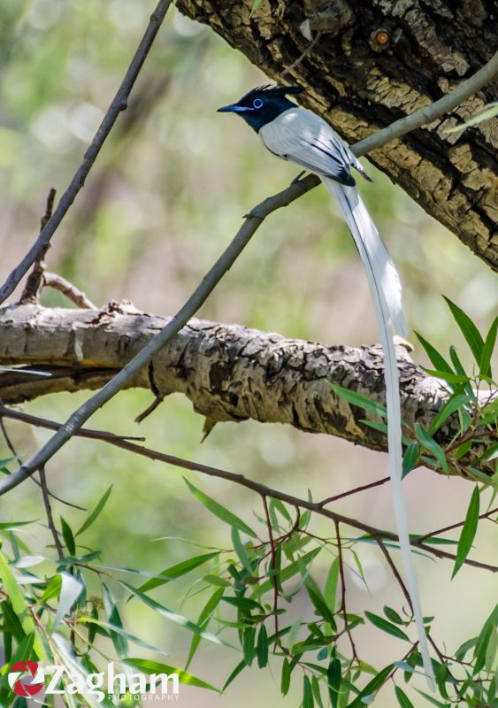 indian_paradise_flycatcher.jpg