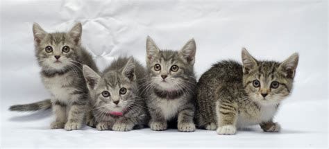 Fluffy Kittens, all four of them, external-content.duckduckgo.com.jpeg