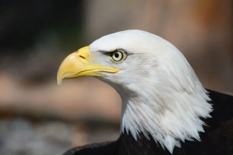 bald-eagle-140793_960_720 Freiheit Adler.webp