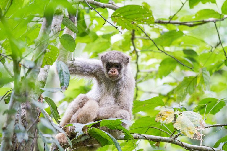 Muriqui-2017-3-of-9_small-1-1024x683.jpg