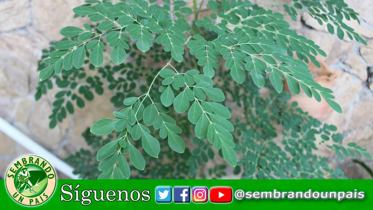 2 mis plantas moringa.jpg