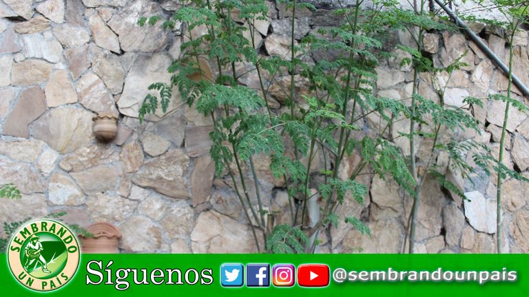 8 mis plantas moringa.jpg