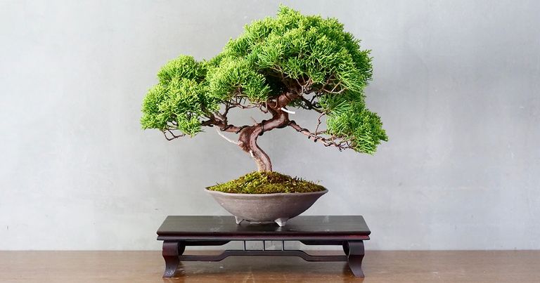 BONSAI.jpg