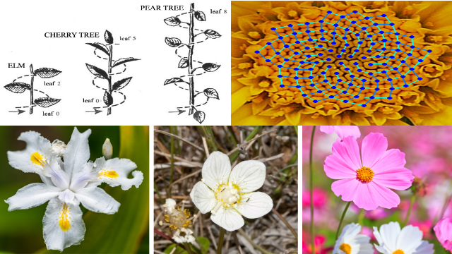 1.fibonacci-plants.png