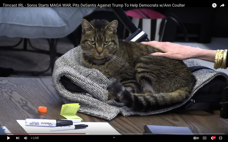 Screenshot at 2023-02-17 17-56-18 Tim Pool Cast Cat.png