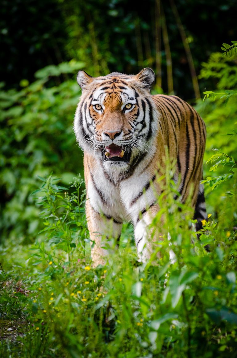 tiger-walking-on-green-plants-during-daytime-145900.jpg