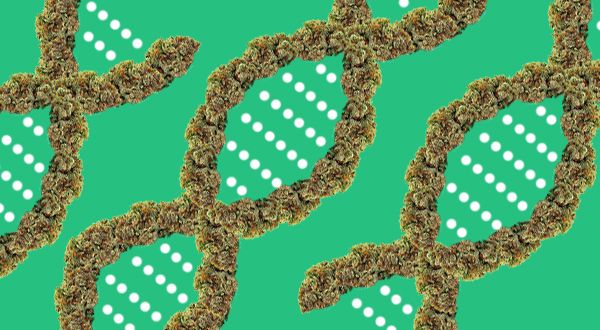 weed-dna.jpg