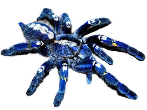 Poecilotheria-metallica-for-sale.jpg