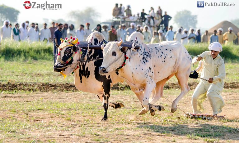 Jhang Bahtar BR.jpg