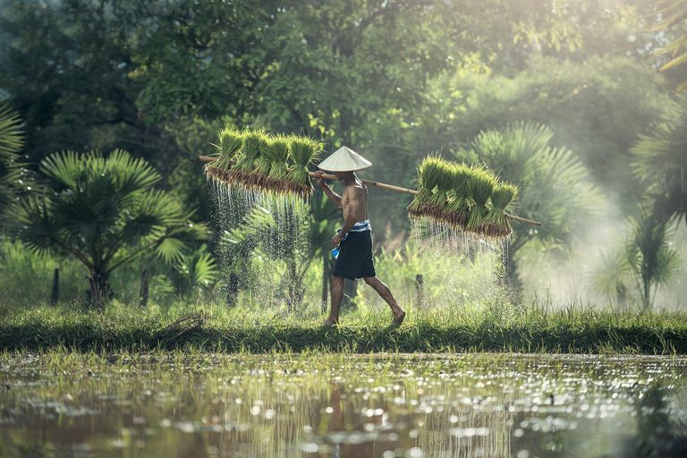 farmer-g616e19c39_1920.jpg