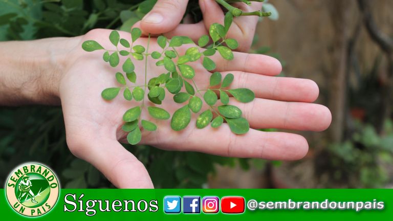 4 mis plantas moringa.jpg