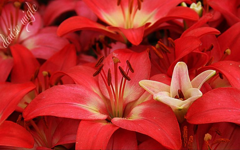 red lilies 2.jpg