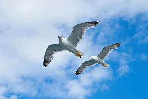 seagull-2394636__340.webp