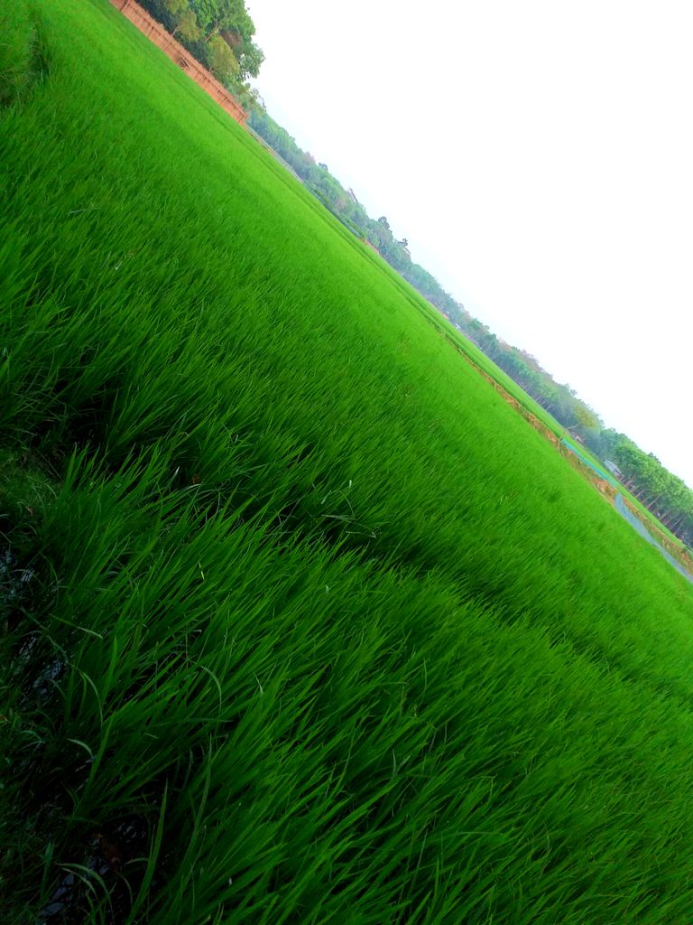 Paddy fields.jpg